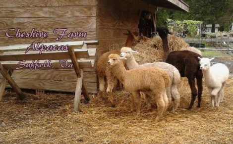 Producer Profile: Cheshire Farm Alpacas Image